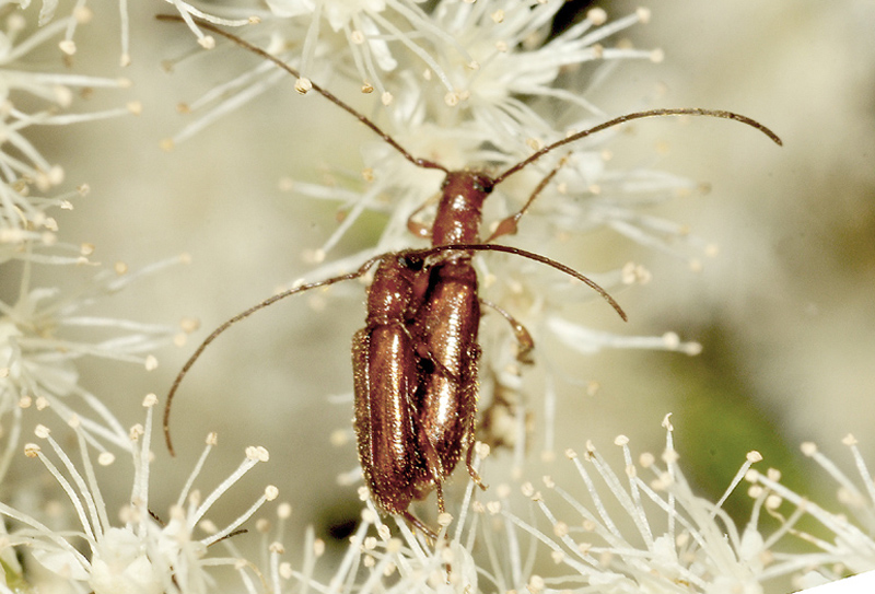 Cerambycidae:  Obrium brunneum in accoppiamento